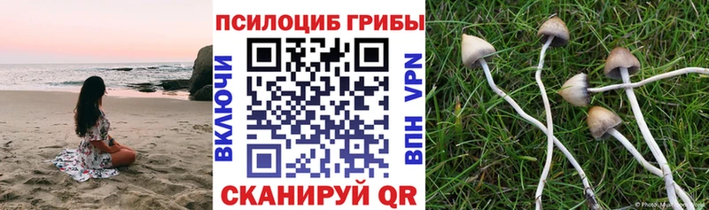 Галлюциногенные грибы мицелий  Купить где  Горно-Алтайск 